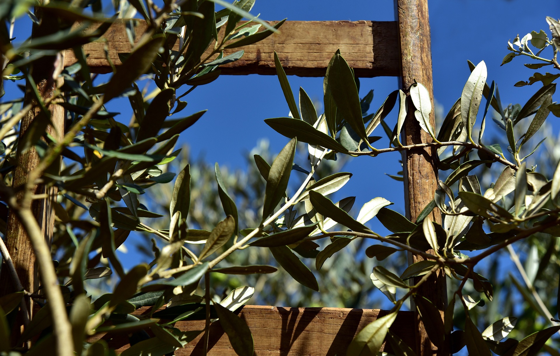 deska z drzewa oliwnego