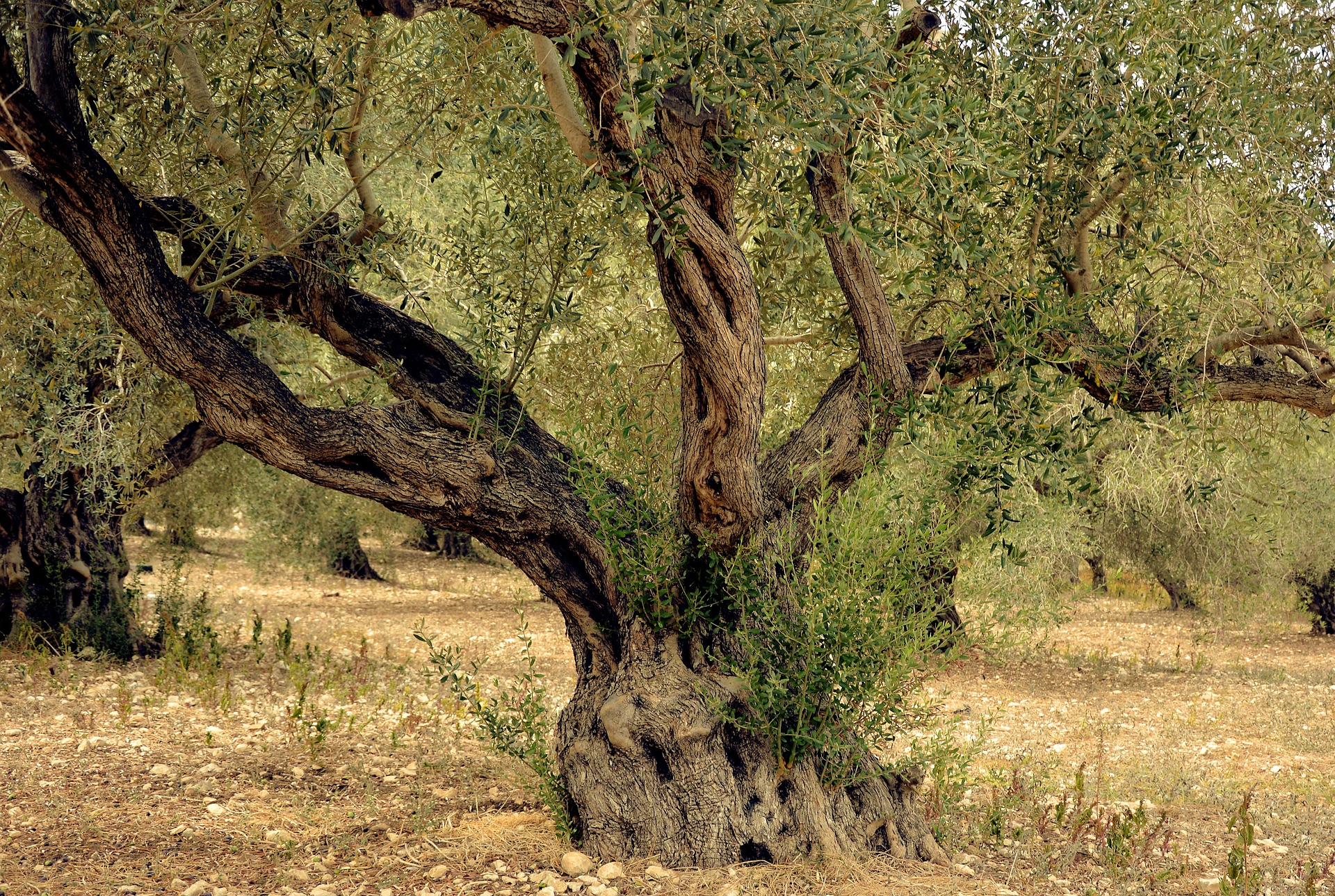 drewno oliwne